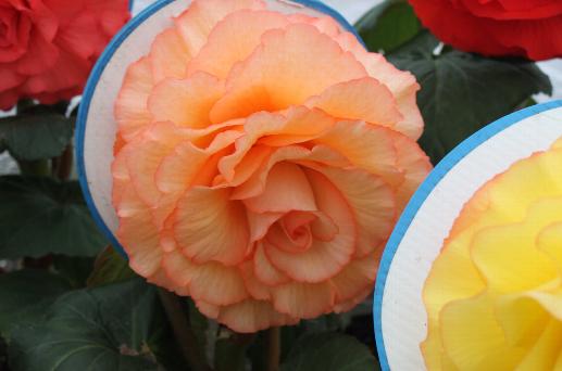 B. ‘Fair Maid of Perth’
